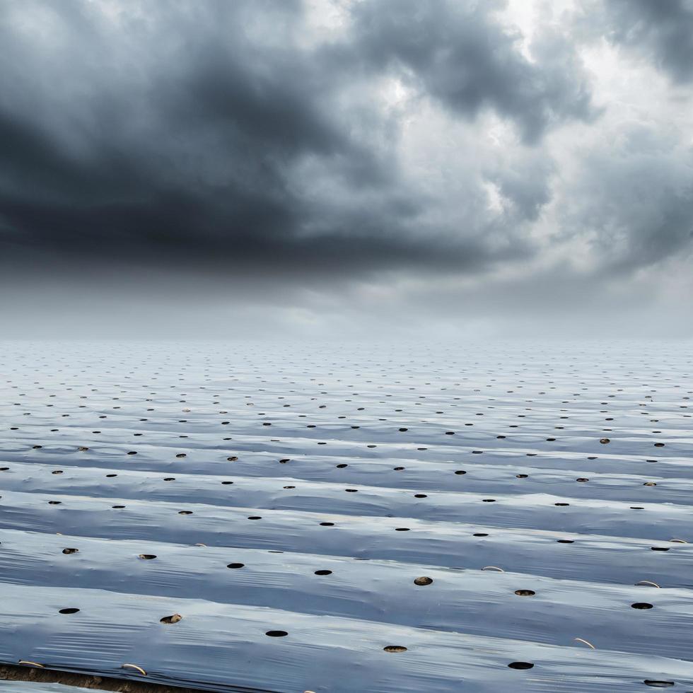 Feld Landwirtschaft Mulchen Film schützen und Regenwolken foto