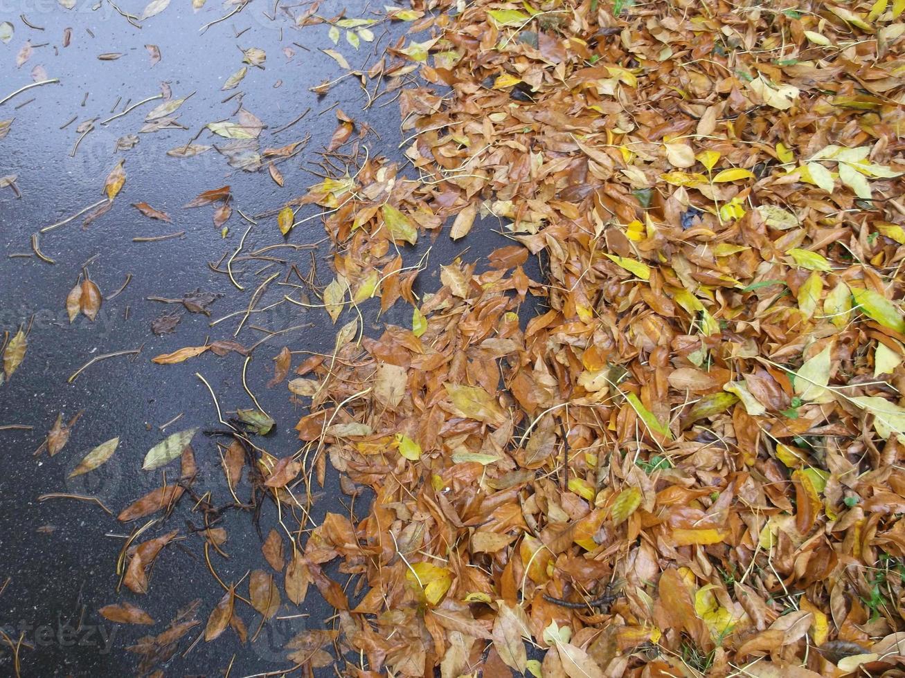 nass Herbst Blätter auf das Asphalt. foto