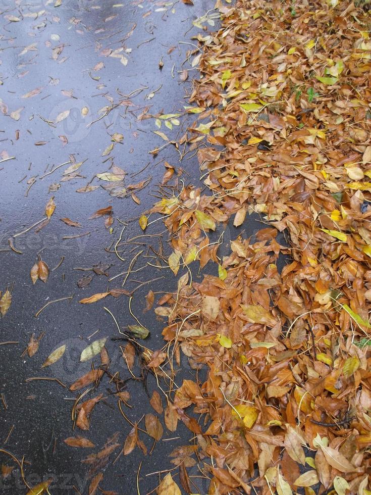 nass Herbst Blätter auf das Asphalt. foto