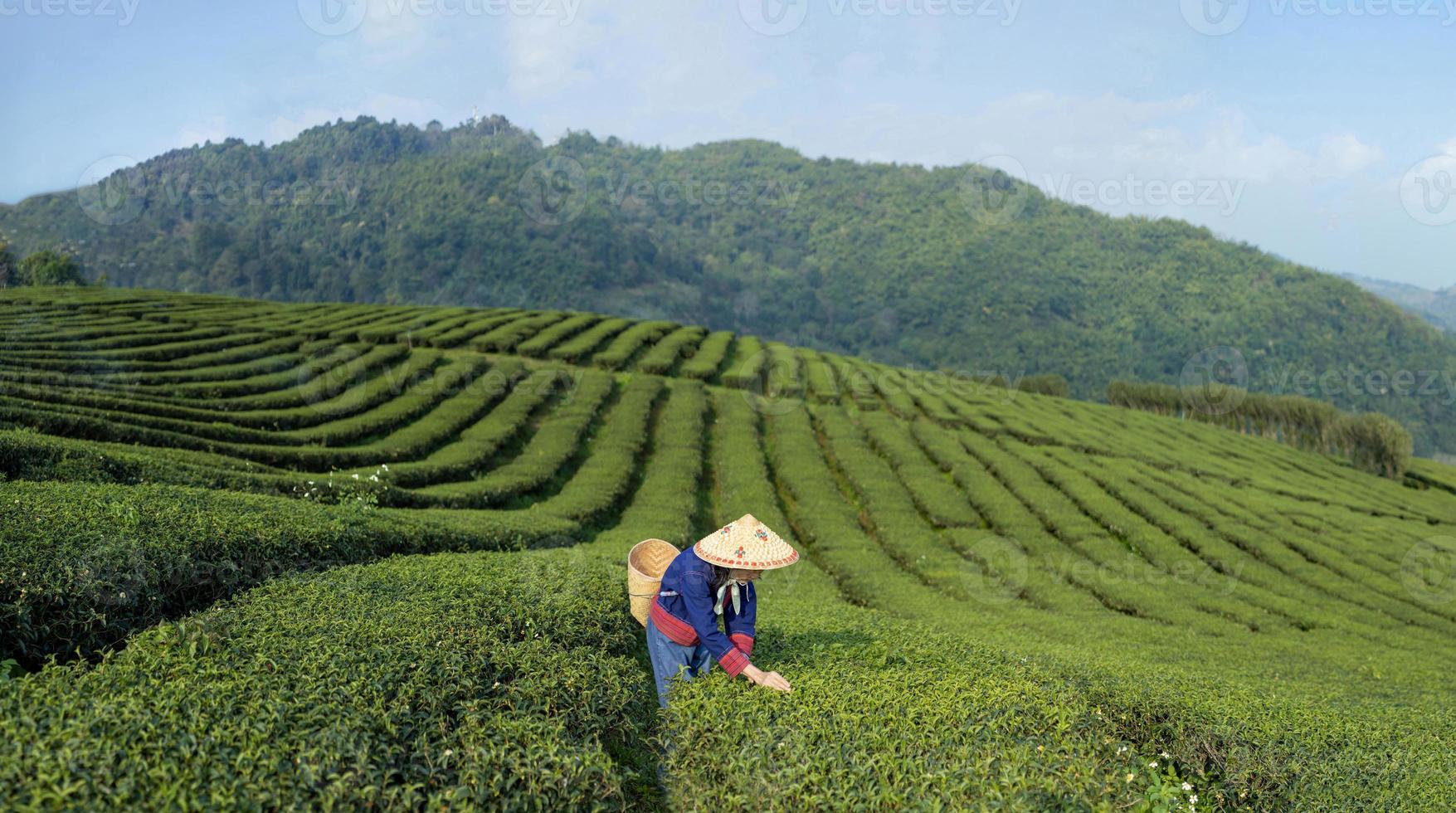 asiatisch Frau im traditionell Stoff pflücken frisch Tee verlassen im das Morgen im ihr Hügel Seite Tee Landwirtschaft und Plantage Geschäft foto