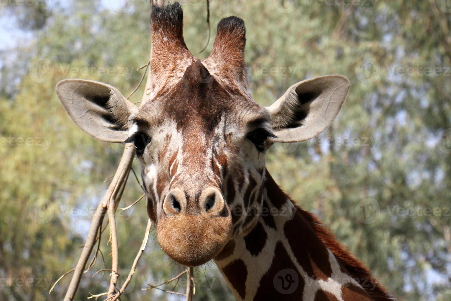 ein hoch Giraffe Leben im ein Zoo im tel aviv. foto