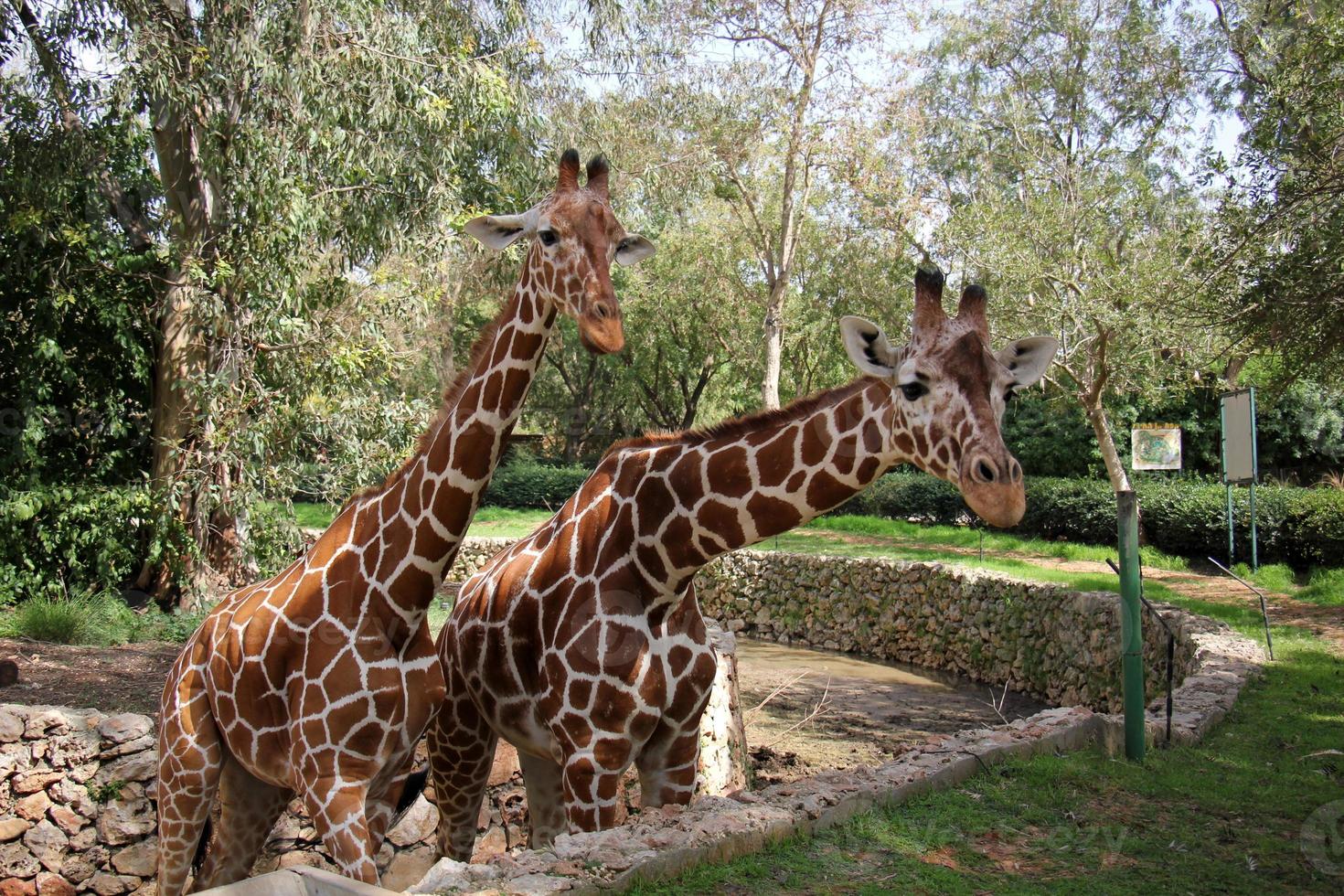 ein hoch Giraffe Leben im ein Zoo im tel aviv. foto