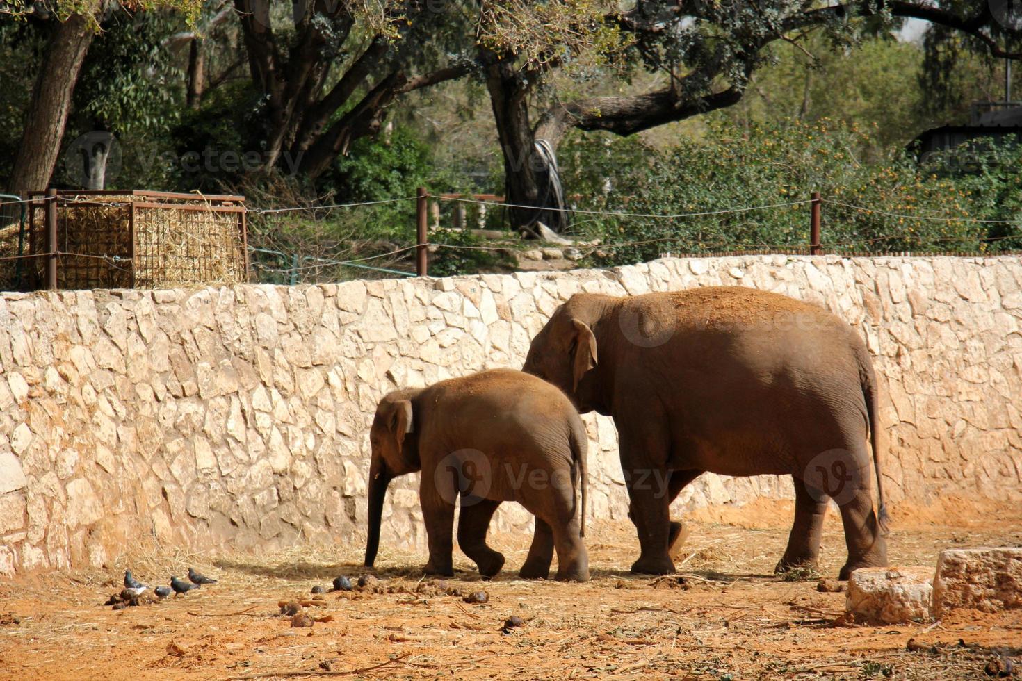 ein afrikanisch Elefant Leben im ein Zoo im Israel. foto