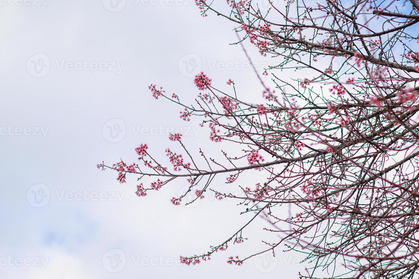 glatt Fokus Rosa Kirsche Blüten Das sind beginnend zu blühen beim baan hmong Khun chang kian im Chiang Mai ist Beliebt zum Touristen zu sehen schön Rosa Kirsche Blüten Blühen jeder Winter foto