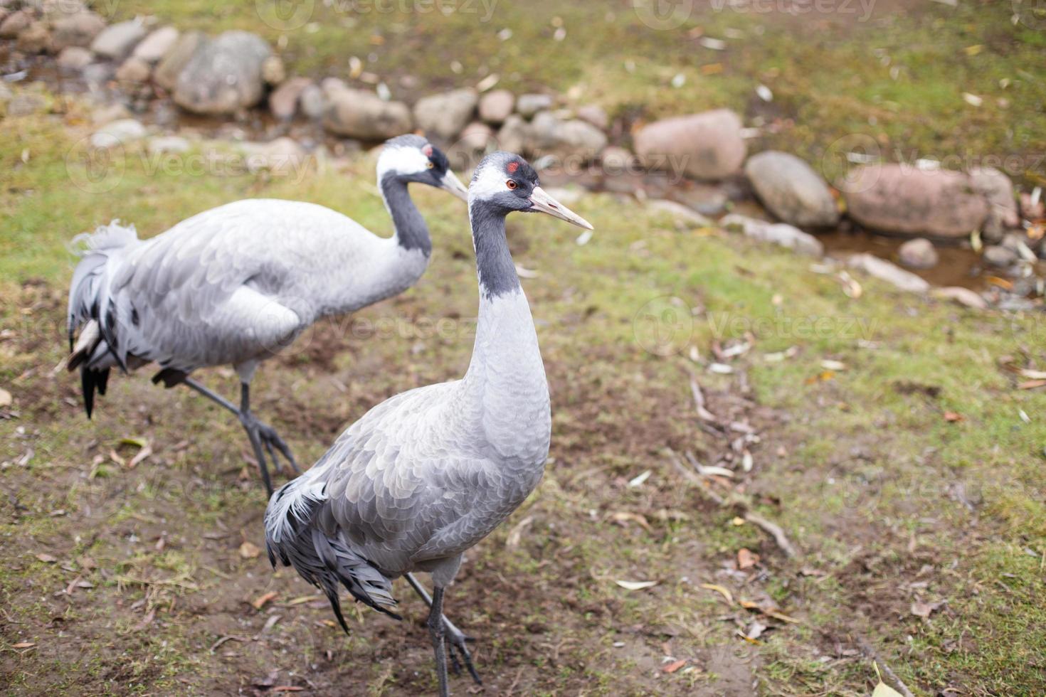 Porträt von Kran Vogel auf das Gras foto