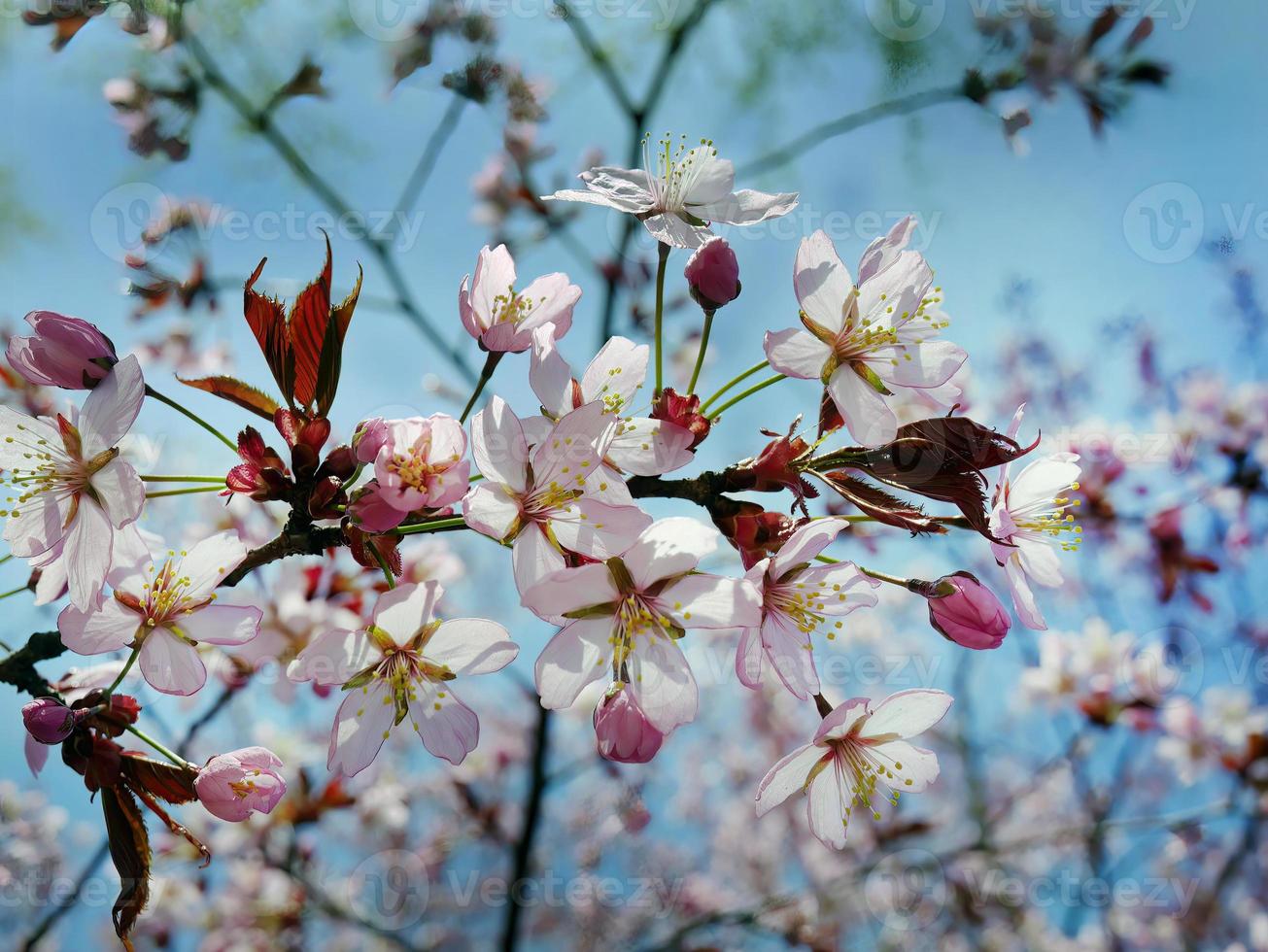 schließen oben Bündel von wild Himalaya Kirsche blühen Blumen, Riese Tiger Blumen, Weiß Sakura, Prunus Cerasoide, mit Blau Himmel Hintergrund, selektiv Fokus foto