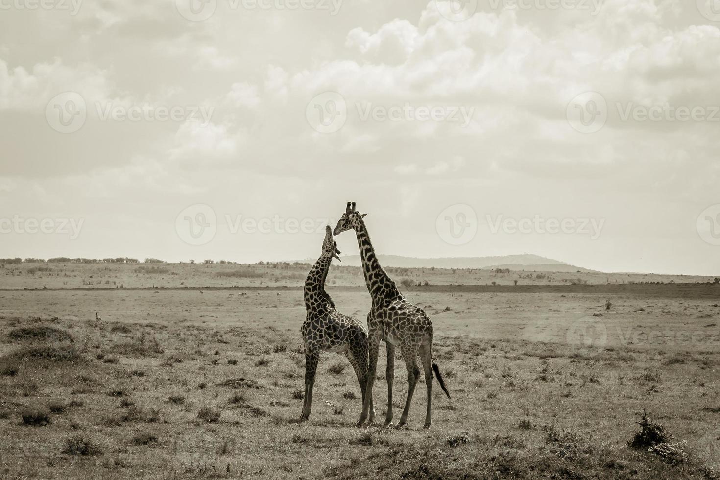 zwei Giraffen im Massai mara National Park. foto