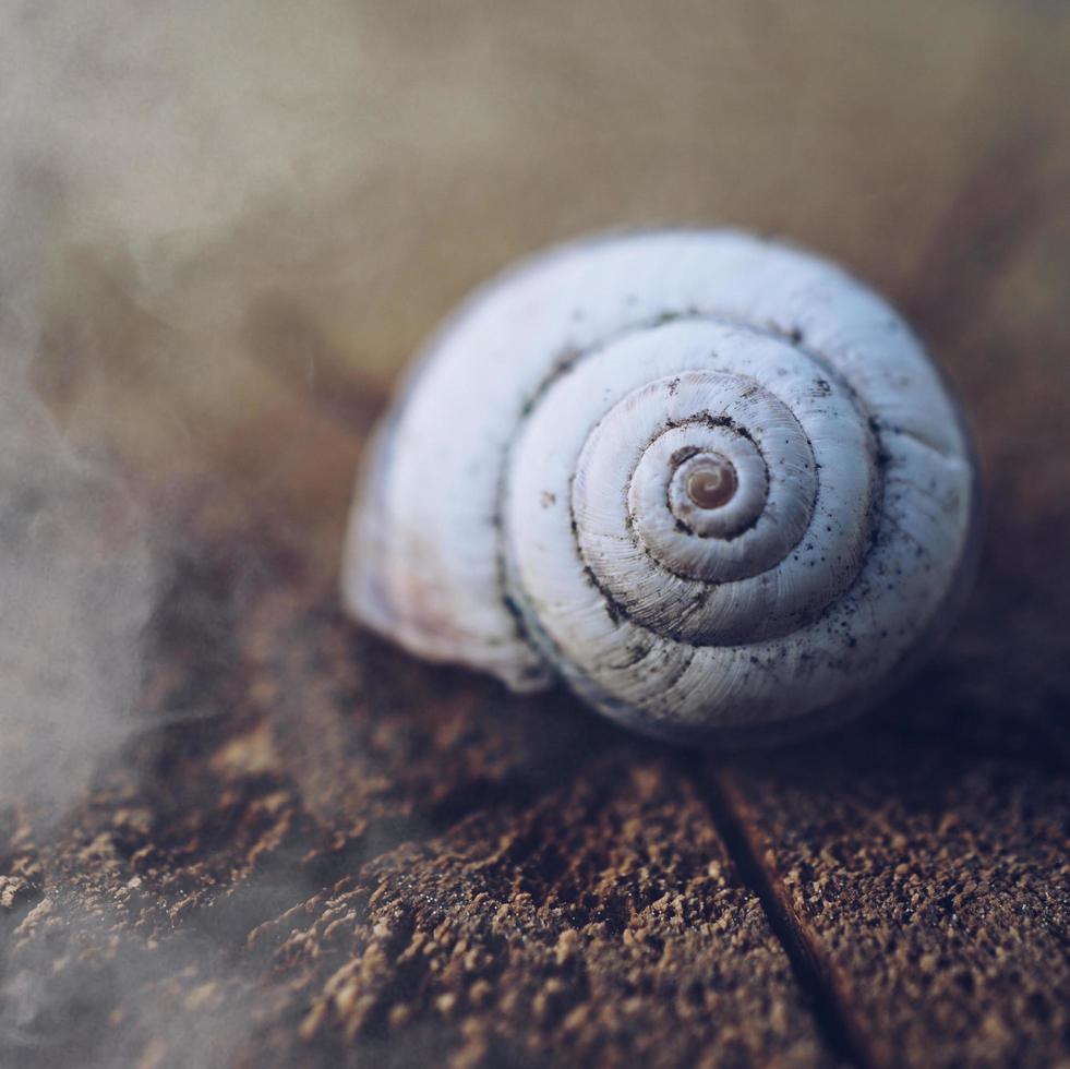 kleine weiße Schnecke foto