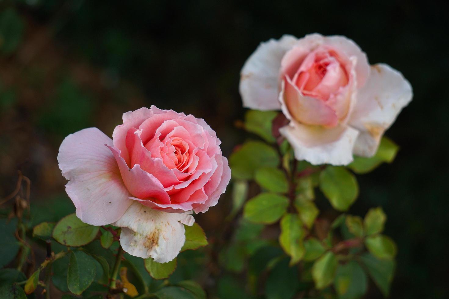 schöne Rosenblume zum Valentinstag foto