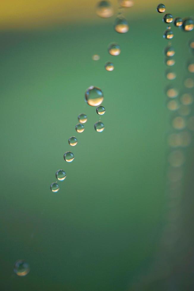 Spinnennetz auf trockenen Pflanzen in der Natur foto