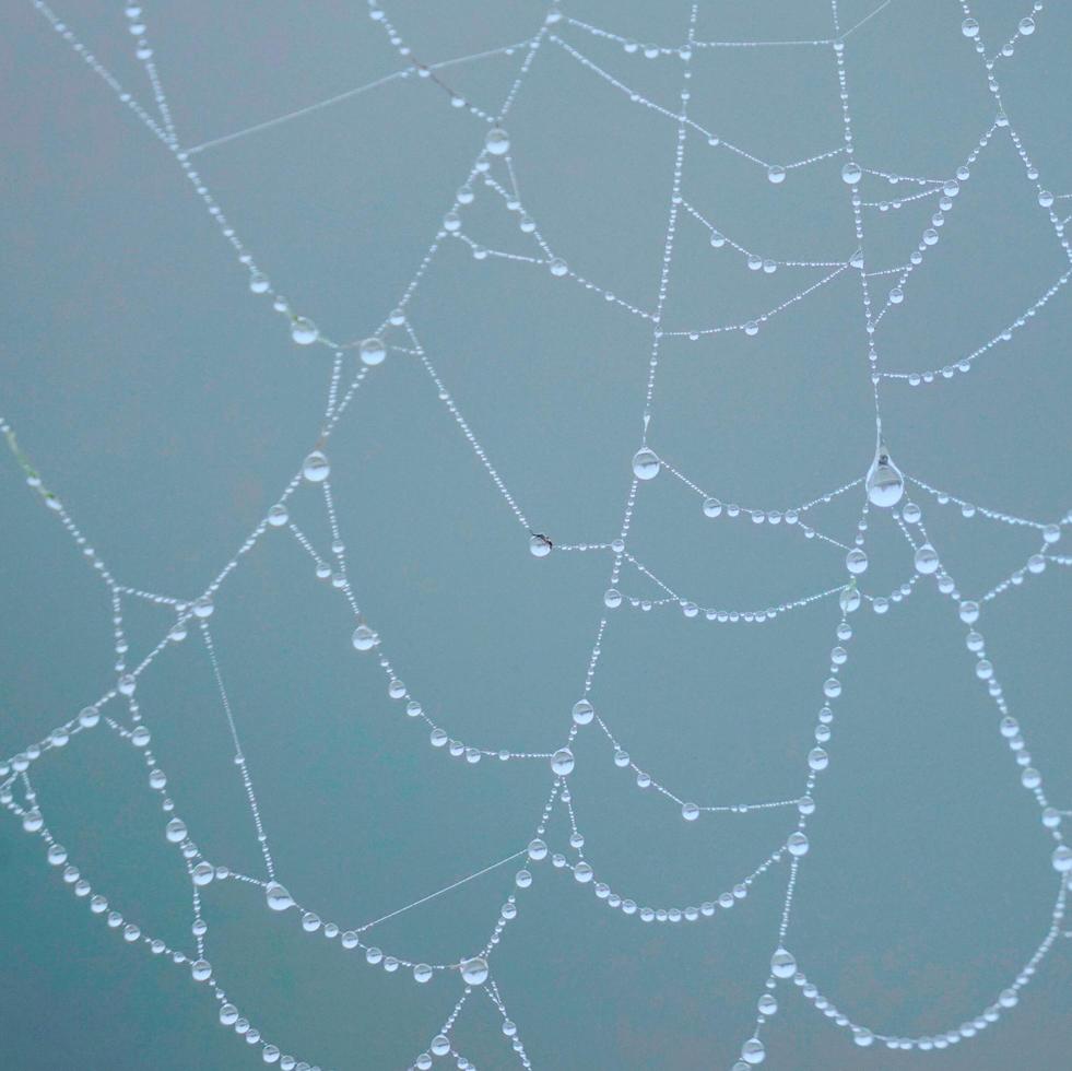 Spinnennetz auf trockenen Pflanzen in der Natur foto