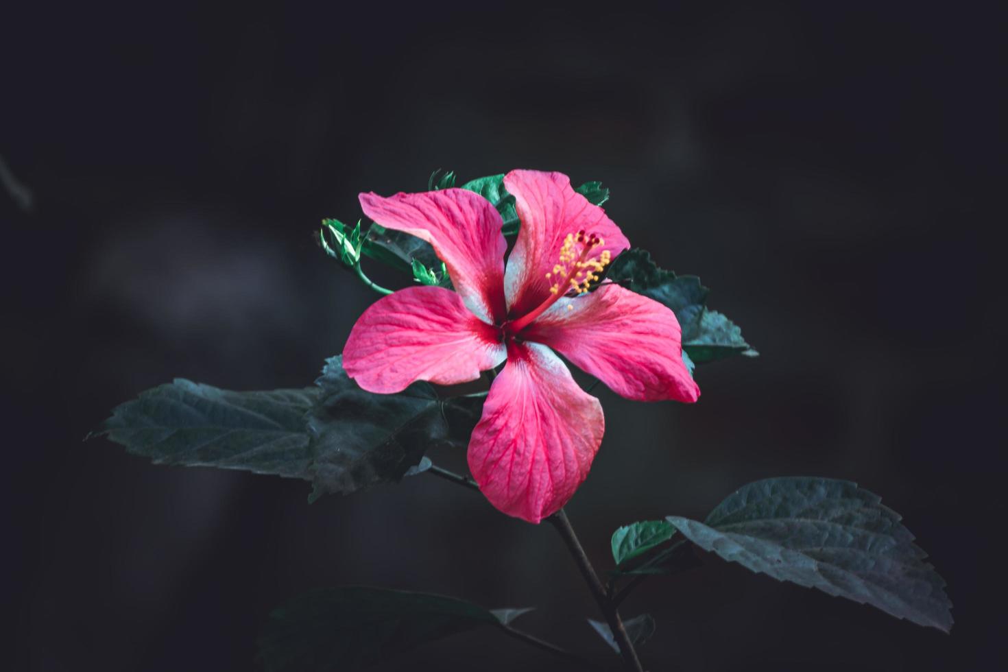 Hibiskus Rose, China Rose, hawaiisch Hibiskus, Rose Malve Blume im das Garten, selektiv Fokus foto