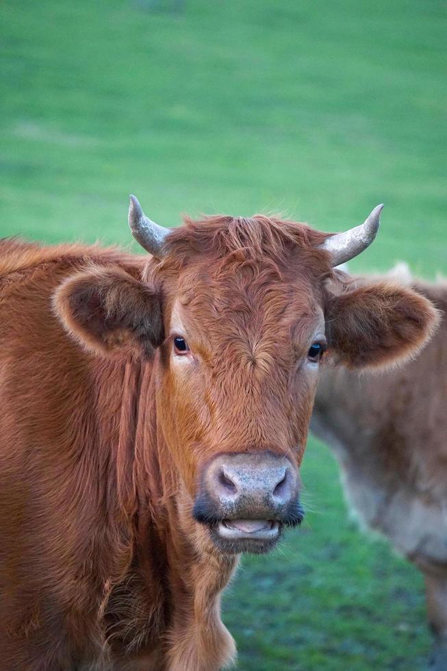 braune Kuh, die auf der Wiese weidet foto