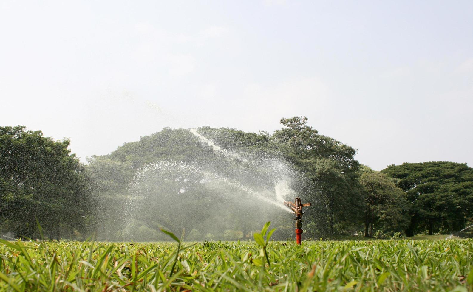 Sprinklerkopf, der das Gras wässert foto