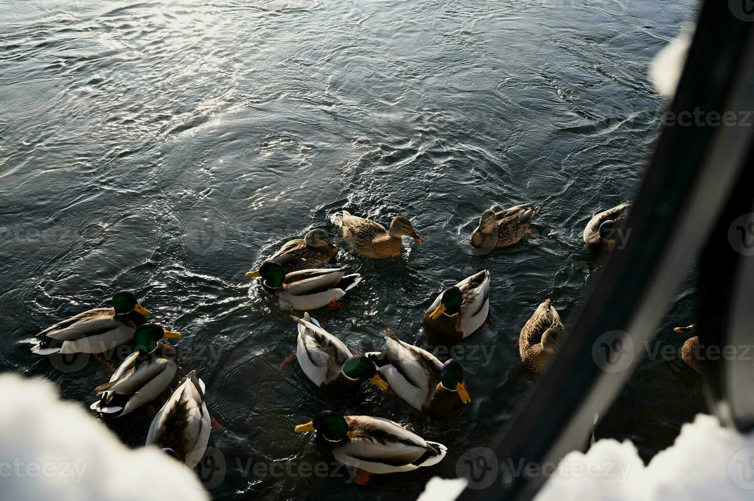 verwischen, verschwommen Hintergrund. Enten im Winter. Enten auf das Fluss, Winter, eisig Tag. foto