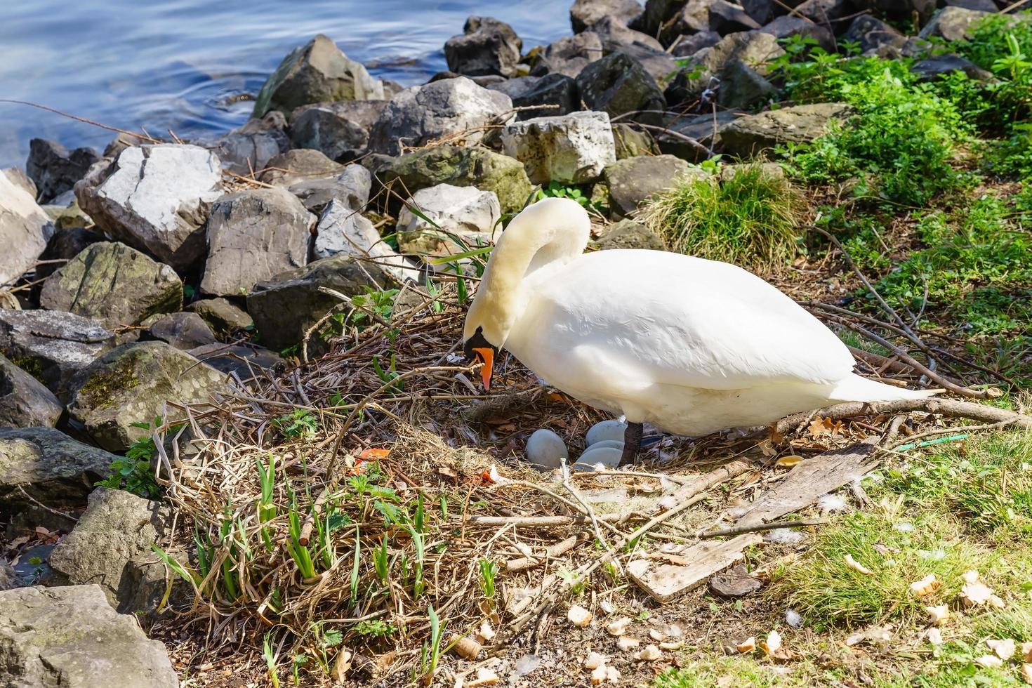 Schwan sitzt auf ihrem Nest foto