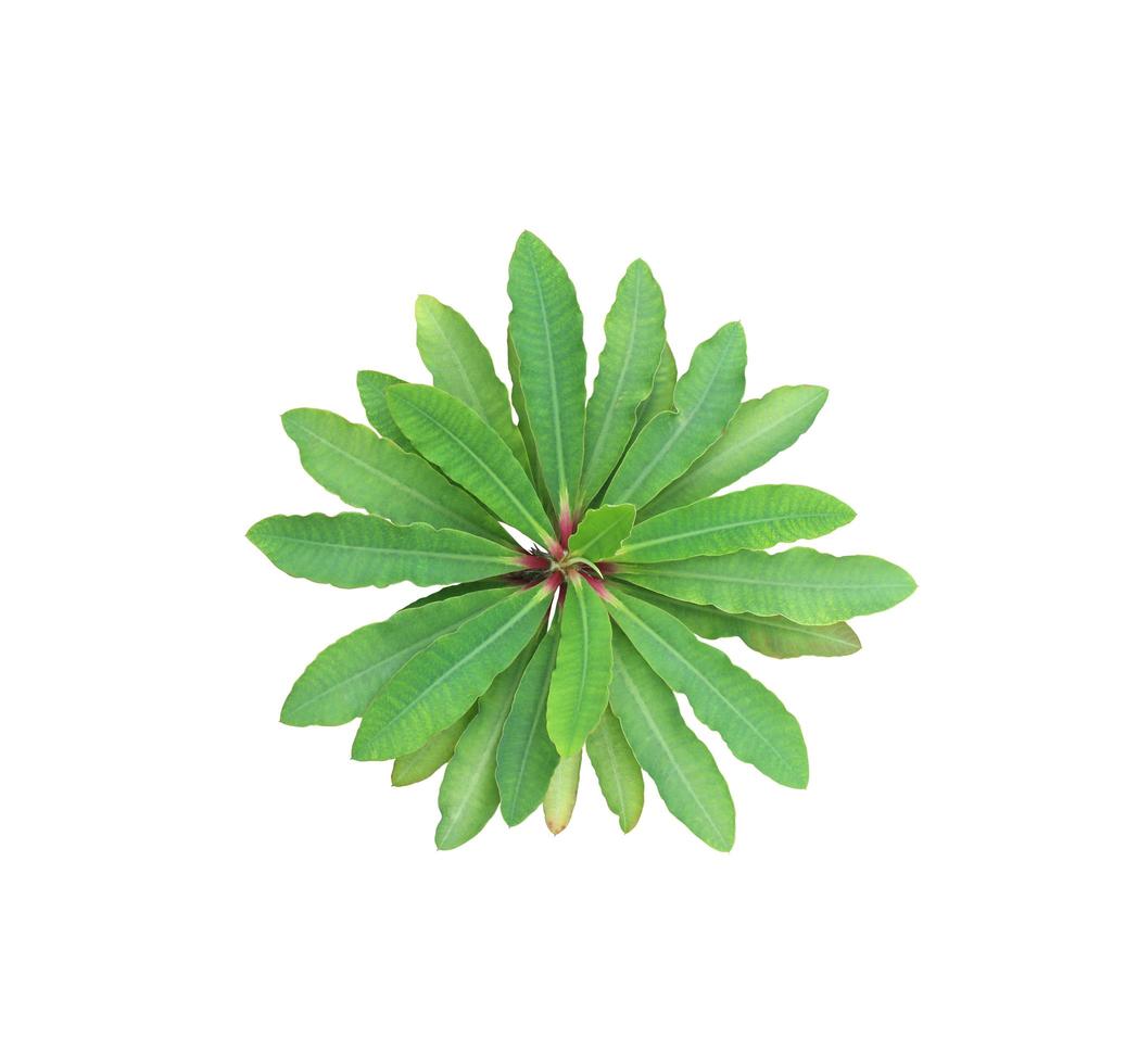 Euphorbia milii Blätter foto