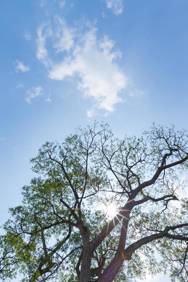 der Himmel hinter einem großen Baum foto