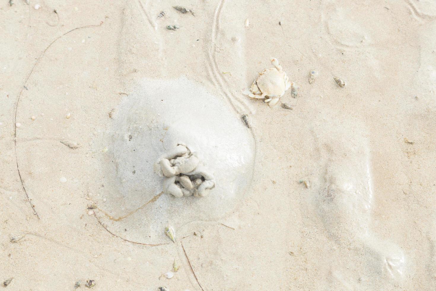 Krabben im Sand am Strand foto