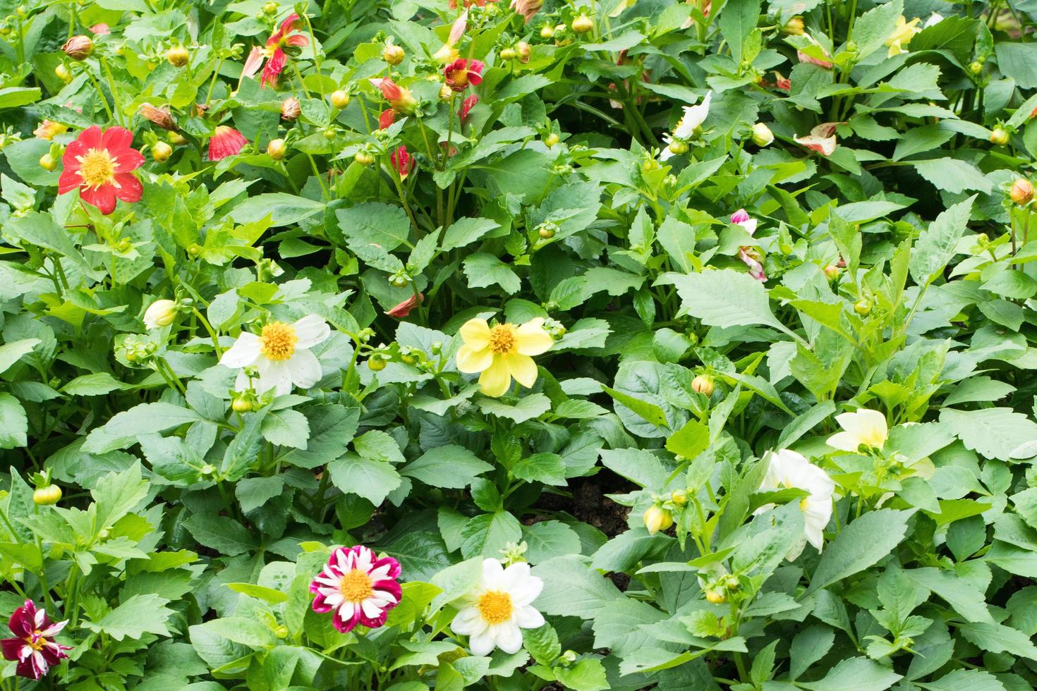 bunte Blumen im Park foto