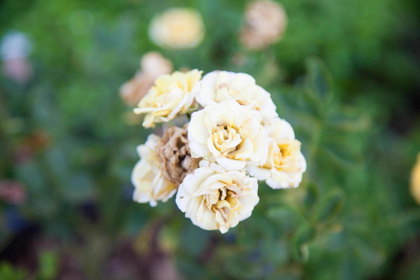 Strauß gelber Rosen foto