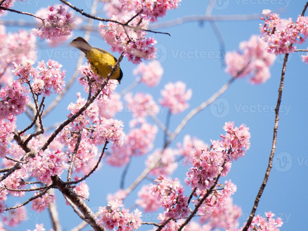 gelber Vogel und rosa Blumen foto