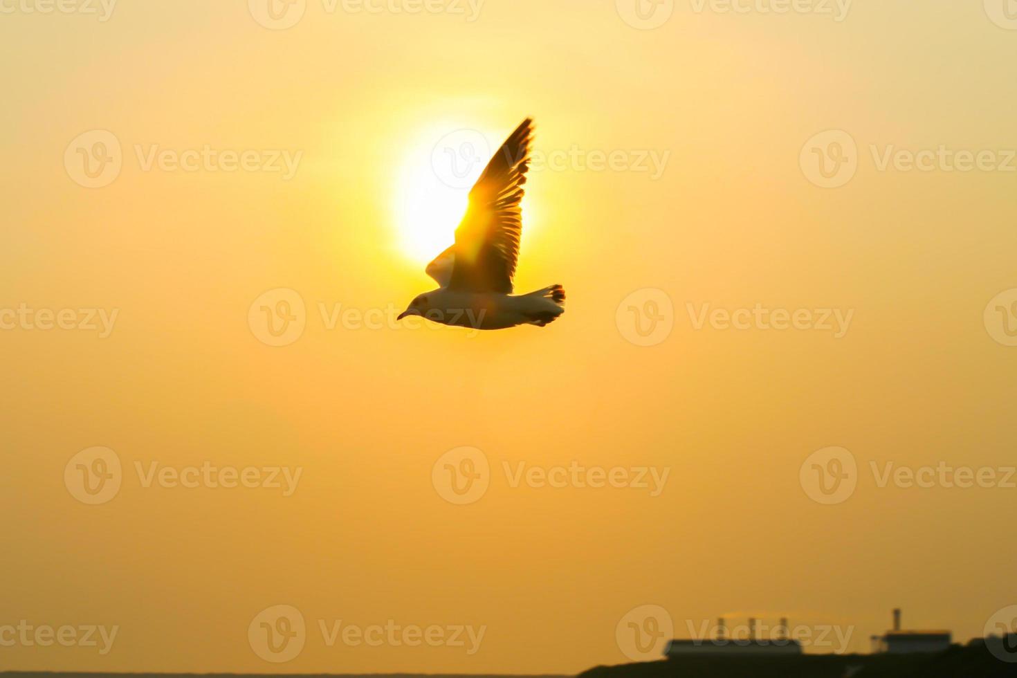 Silhouette eines Vogels bei Sonnenuntergang foto