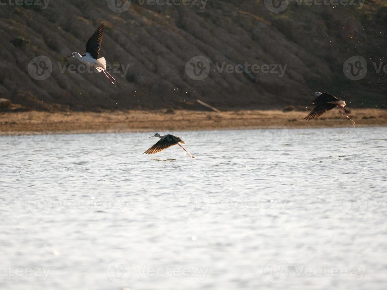 Vögel fliegen in der Nähe von Wasser foto