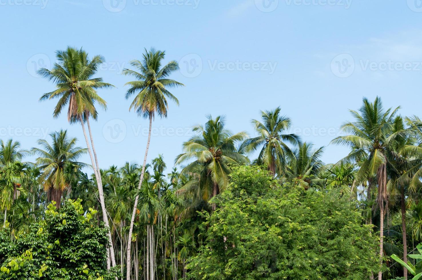 schön zwei Kokosnuss Palmen Bäume im das tropisch Wald mit Blau Himmel beim Insel im Thailand foto