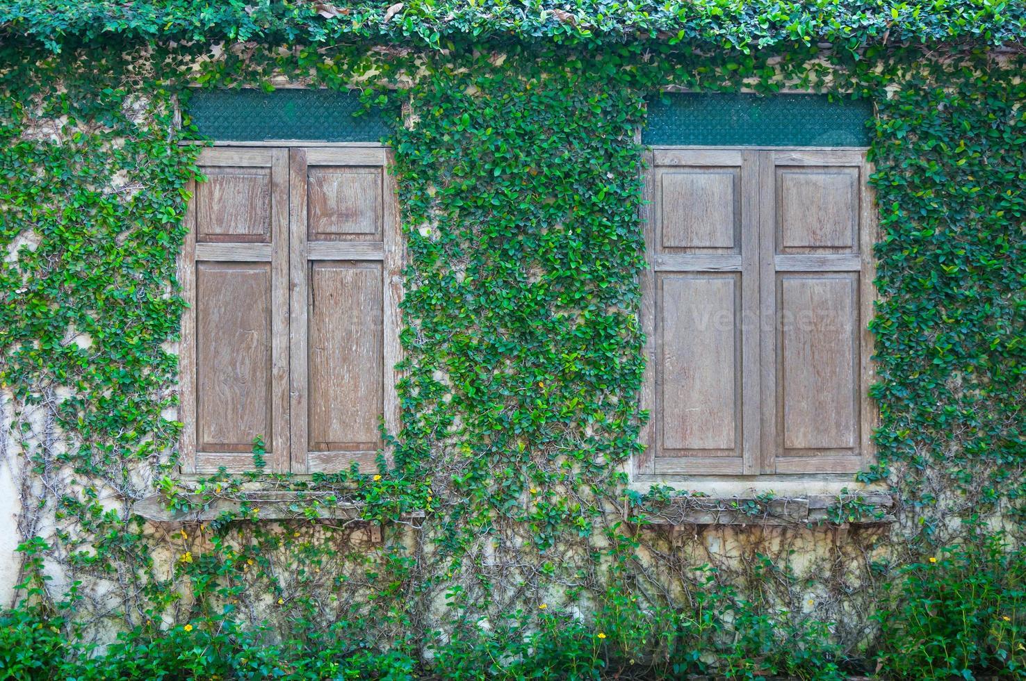 geschlossen Holz Fenster und ein Mauer bedeckt mit Efeu, Holz Fenster und Grün Kriechpflanze Pflanze auf Mauer foto