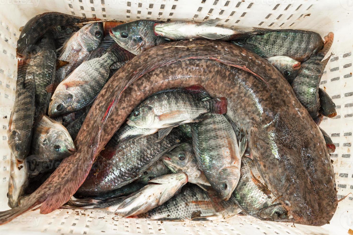 Fisch Tilapia und groß Wels frisch im Korb foto