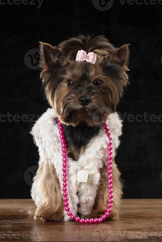 Yorkshire Terrier im schön Kleidung. Glanz modisch Hund im ein Pelz Mantel, dekoriert mit Perlen und ein Bogen. Designer Kleider zum Hunde. foto