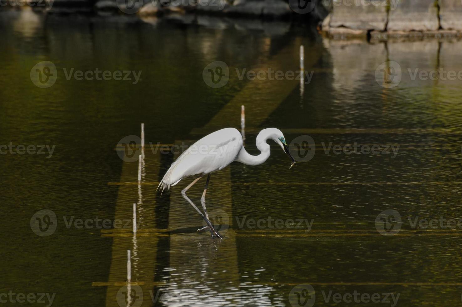 Reiher Angeln im das Wasser foto