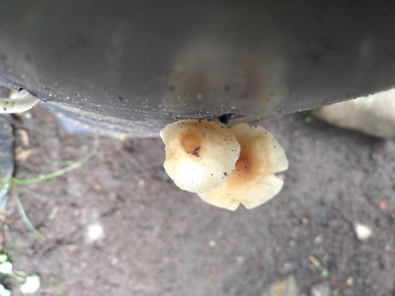 Pilze falsch Honig Pilz auf ein Stumpf im ein schön Herbst Wald.Gruppe Pilz im Herbst Wald mit Blätter.wild Pilz auf das Fichte Stumpf. foto