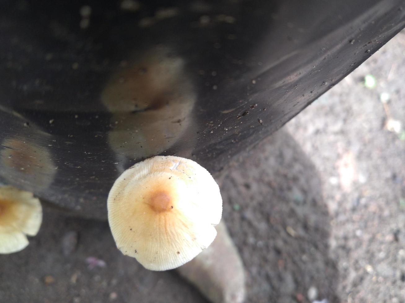 Pilze falsch Honig Pilz auf ein Stumpf im ein schön Herbst Wald.Gruppe Pilz im Herbst Wald mit Blätter.wild Pilz auf das Fichte Stumpf. Herbst Zeit im das Wald. foto