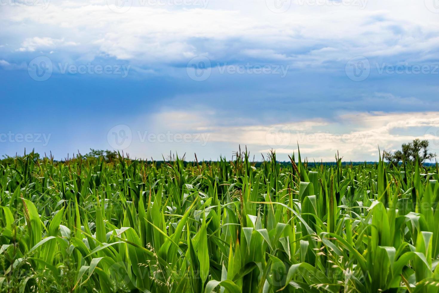 Fotografie zum Thema Big Corn Farm Field für die Bio-Ernte foto