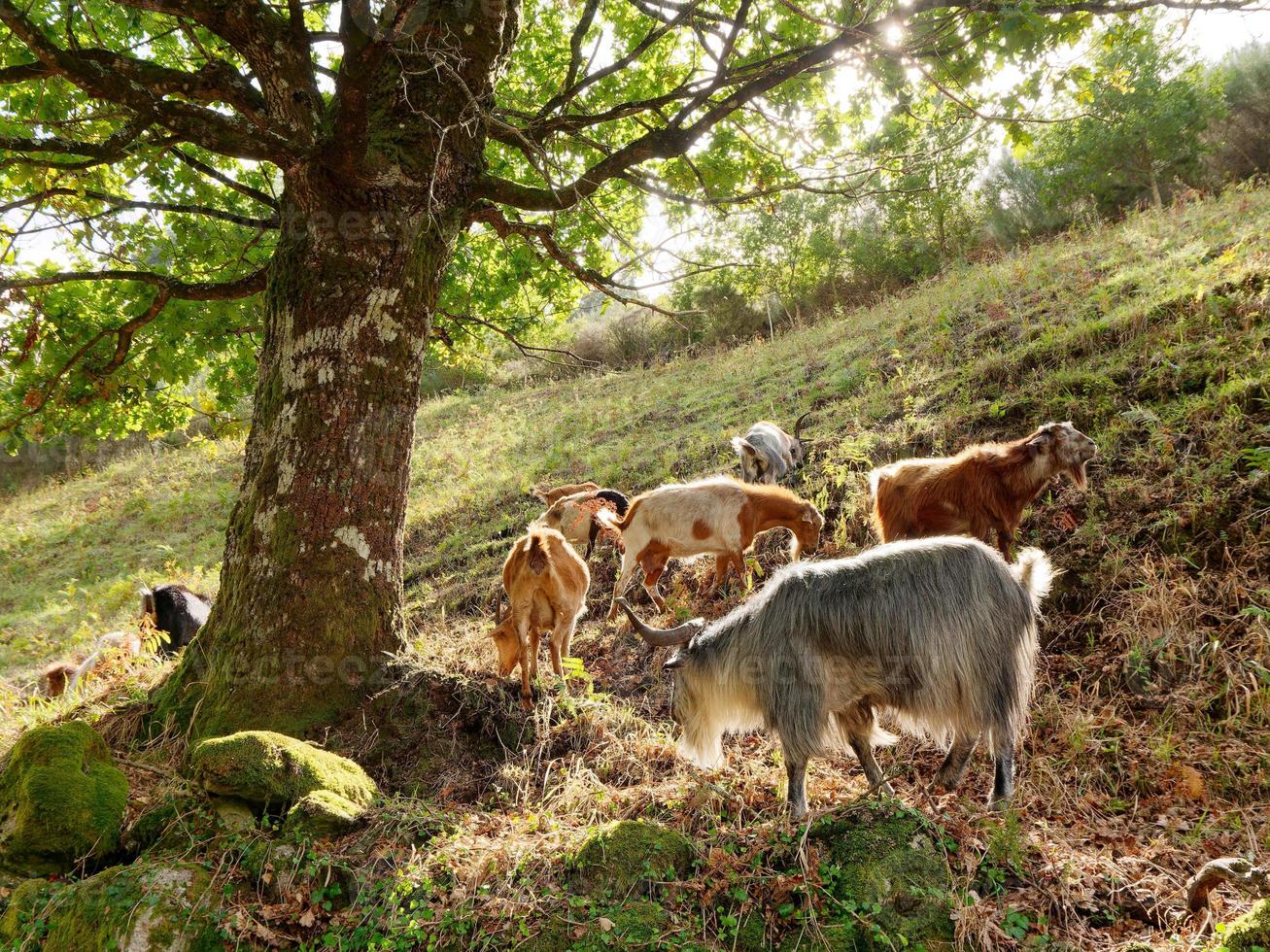 Schafe auf dem Feld während des Sonnenuntergangs. ländliche Lebensweise und Tierhaltung. Gruppe von Hausschafen auf der Wiese, die Gras frisst. Schafe weiden auf den Weiden in den Bergen. foto