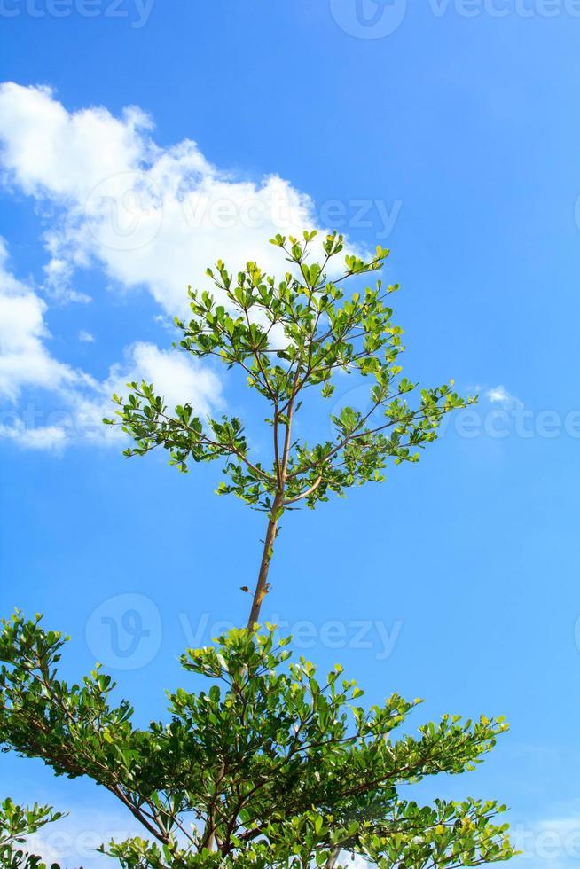 Terminalia ivorensis- diese ist ein klein belaubt Baum einheimisch zu das Wälder von Westen Afrika. und Weiß und Blau Himmel während heiß und sonnig Tage im das Landschaft. Pflanze ein Garten - - machen es schön foto