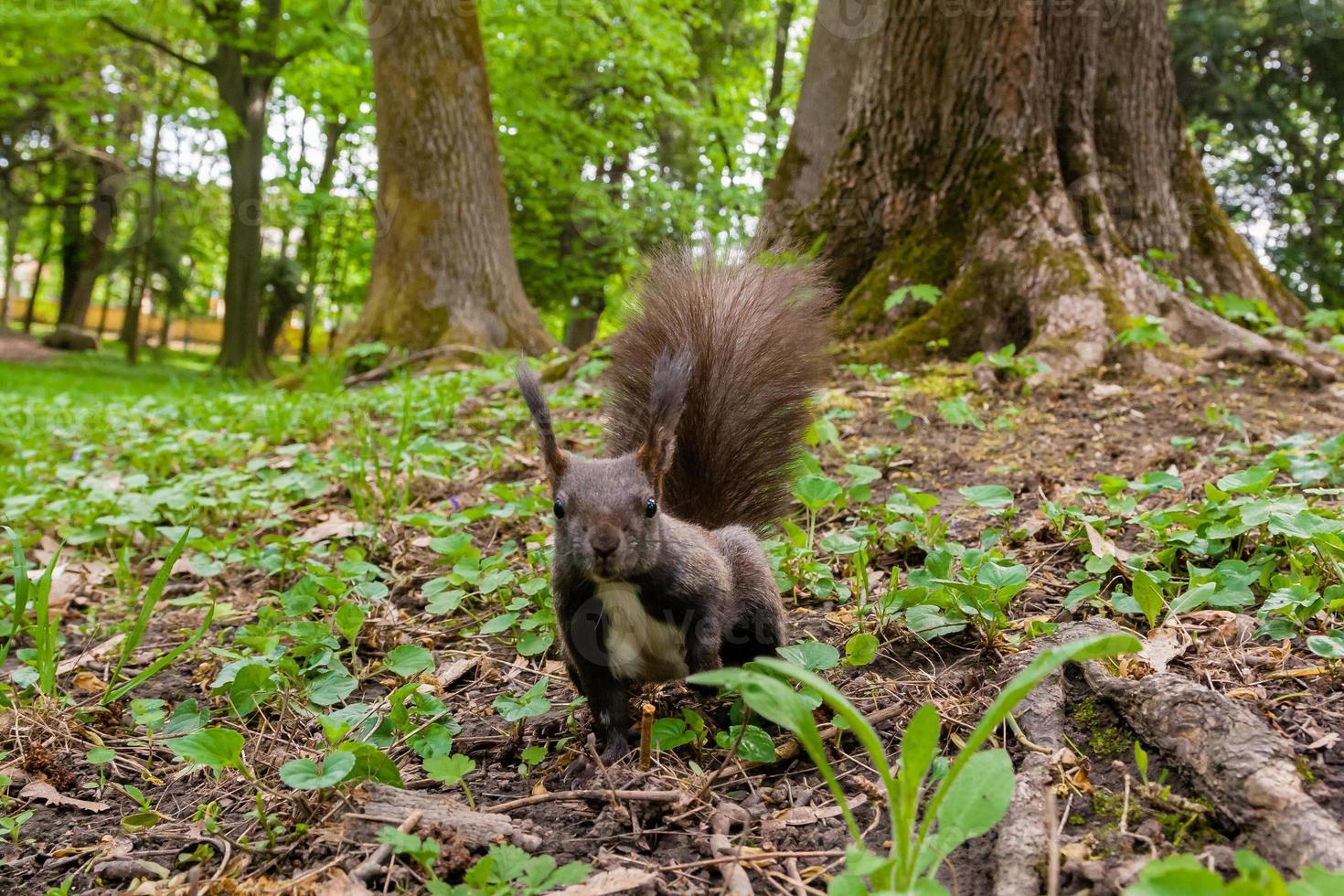 dunkelbraunes Eichhörnchen schwarz, grau foto