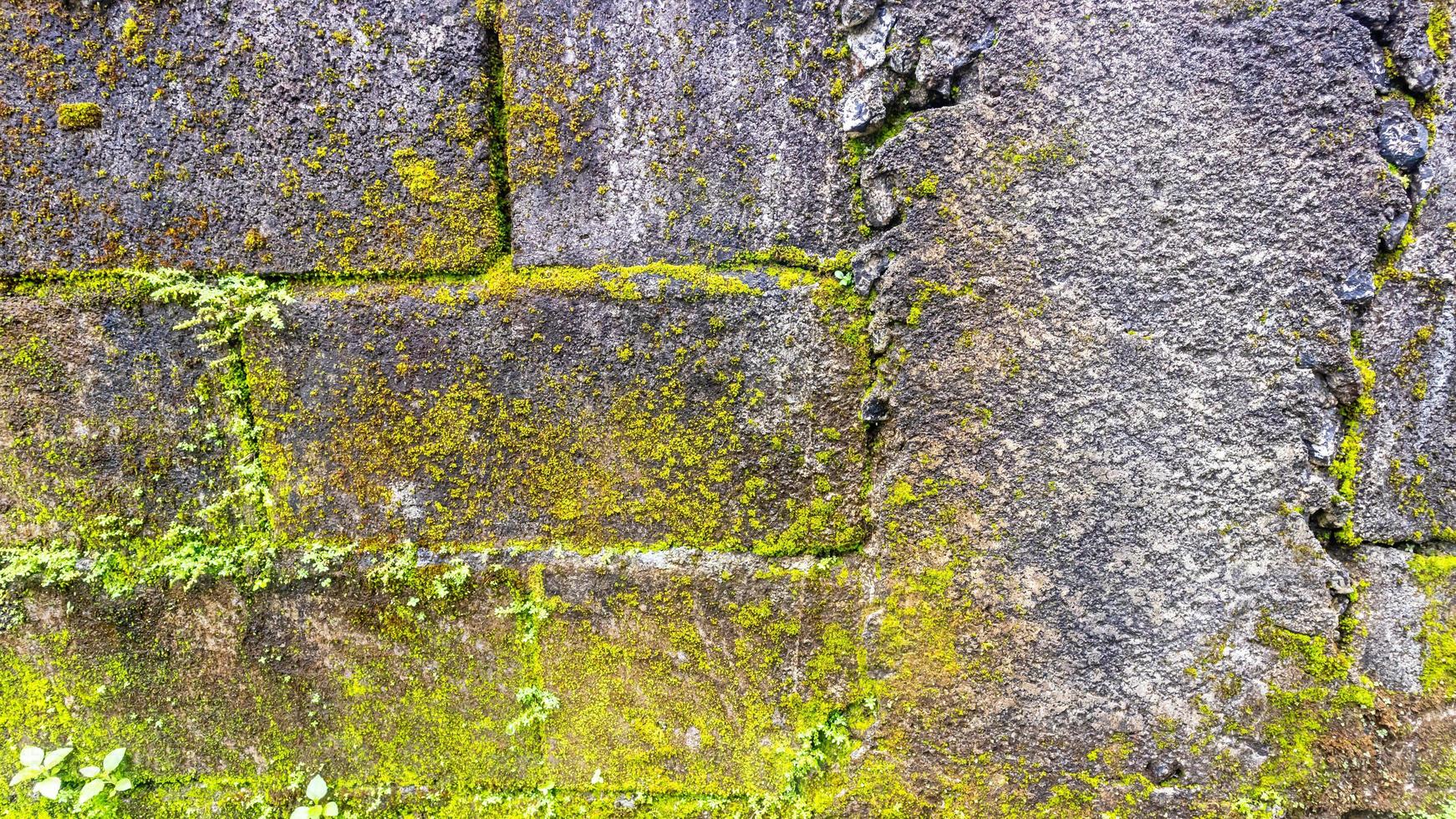 bemooste Backsteinmauer im Hintergrund foto