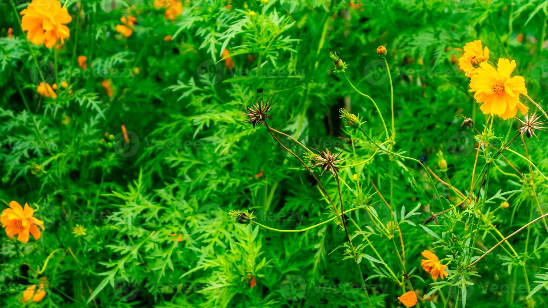 schöne und atemberaubende gelbe Schwefelkosmosblume foto