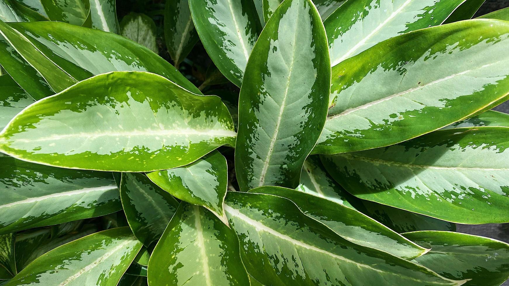 gefüttert Grün Blatt Pflanze Hintergrund foto