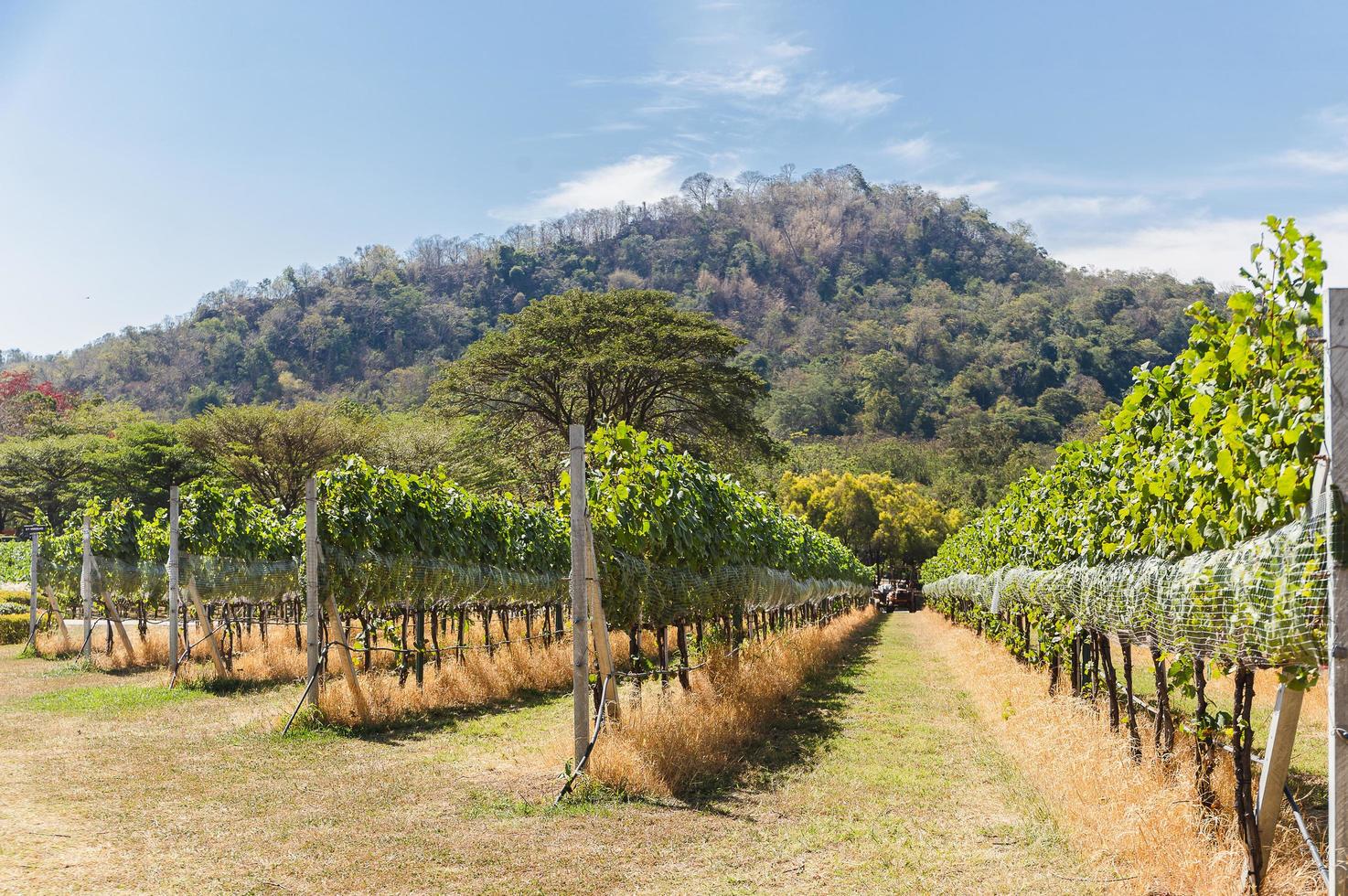 Weinberg Reihe im bergig Hintergrund mit Blau Himmel. foto