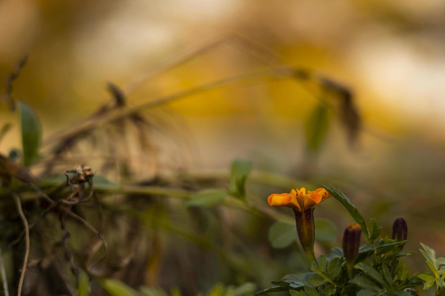 unwirklich Hintergrund Gelb Ringelblume Hintergrund foto