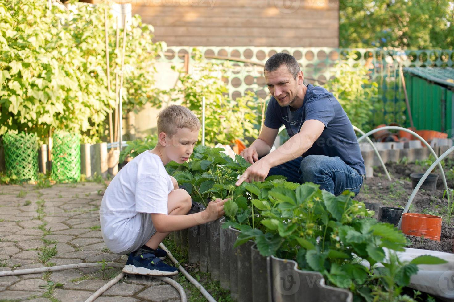 glücklich Papa Ernten Erdbeeren mit süß Junge foto