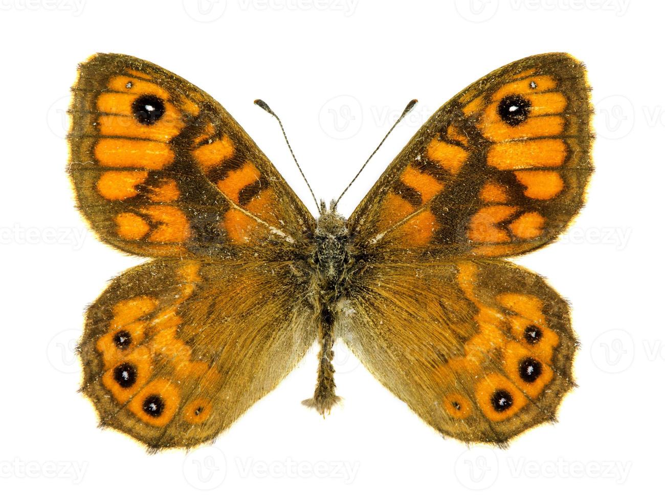 Wand brauner Schmetterling foto