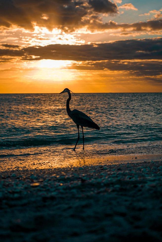 Strand Vogel Sonnenuntergang foto