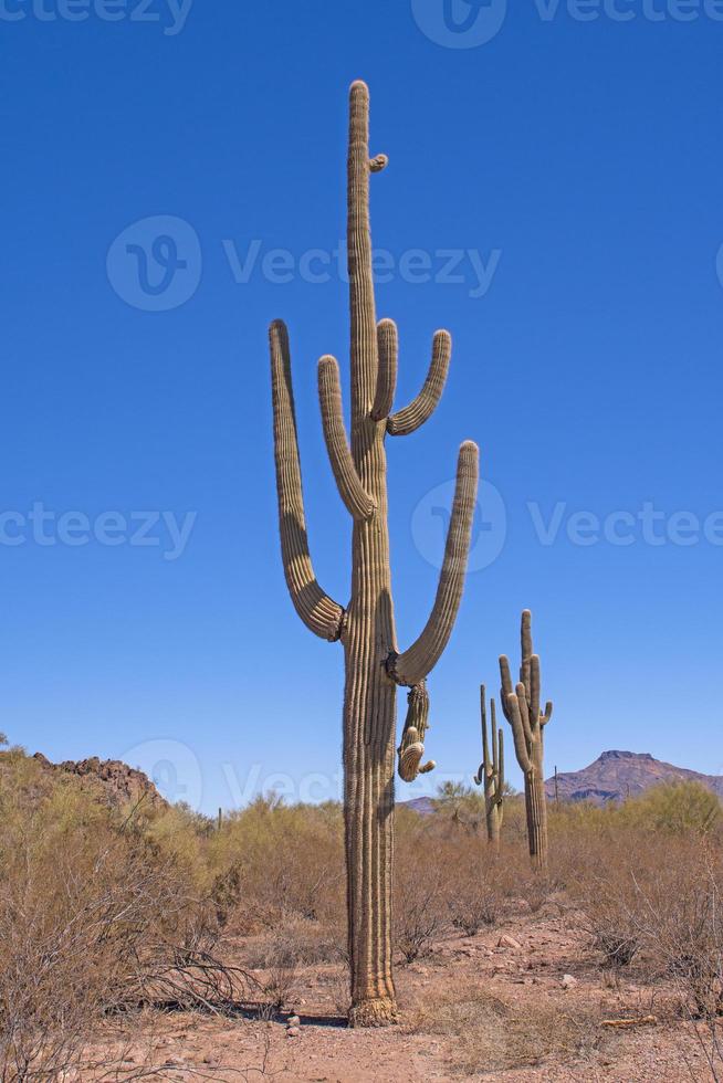 fest und ungewöhnlich Saguaro Kaktus im das Wüste foto