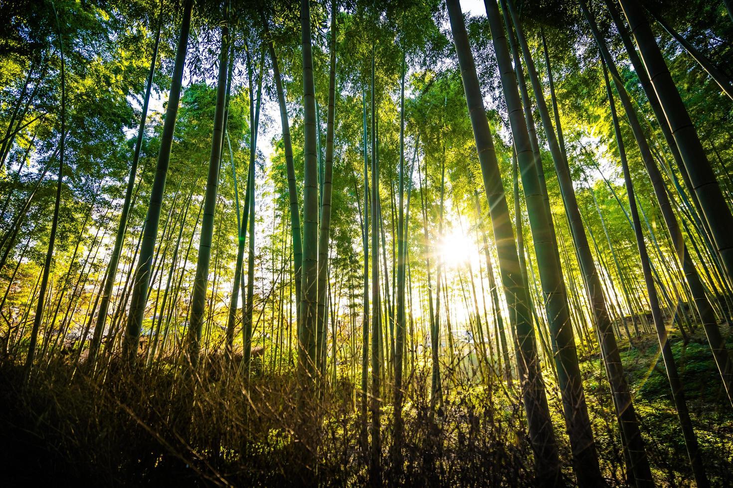 schöner Bambuswald bei Arashiyama, Kyoto foto