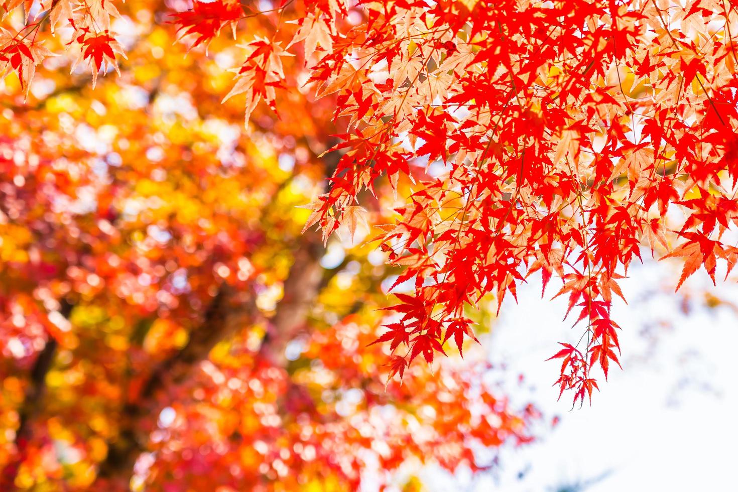 schöne rote Ahornblätter foto